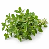 Oregano – zdjęcie poglądowe