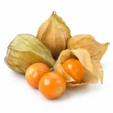 Physalis (miechunka) – zdjęcie poglądowe