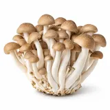 Grzyby shimeji – zdjęcie poglądowe